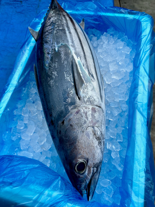 釣りカツオ 2〜2.5kg程度