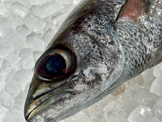 千葉ブランド水産物認定 釣り黒ムツ 600〜680g程度