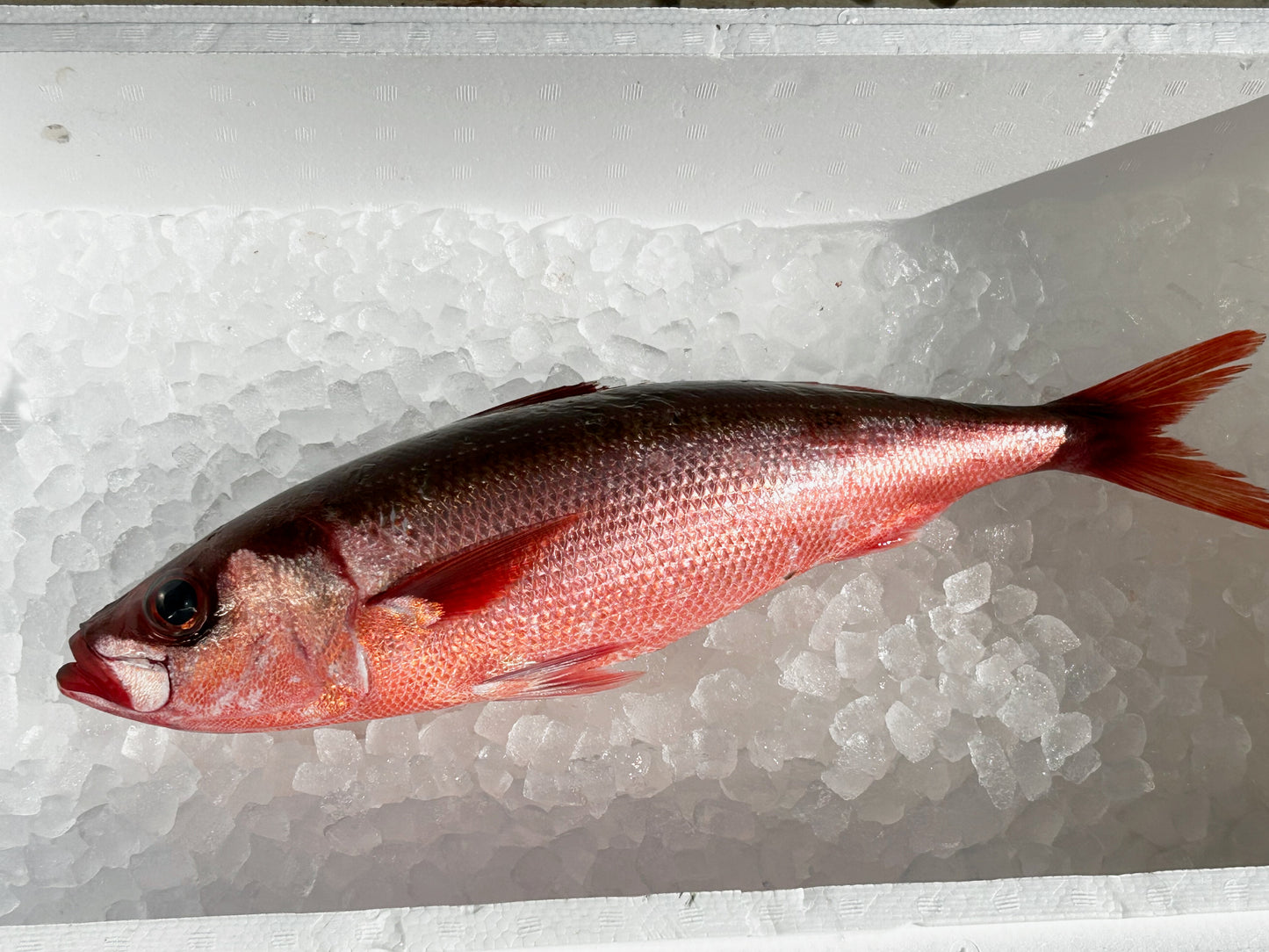 釣りハチビキ 1.3〜1.5kg程度