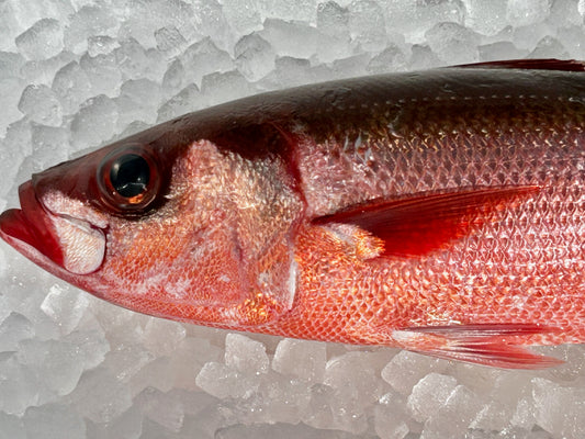 釣りハチビキ 1.3〜1.5kg程度