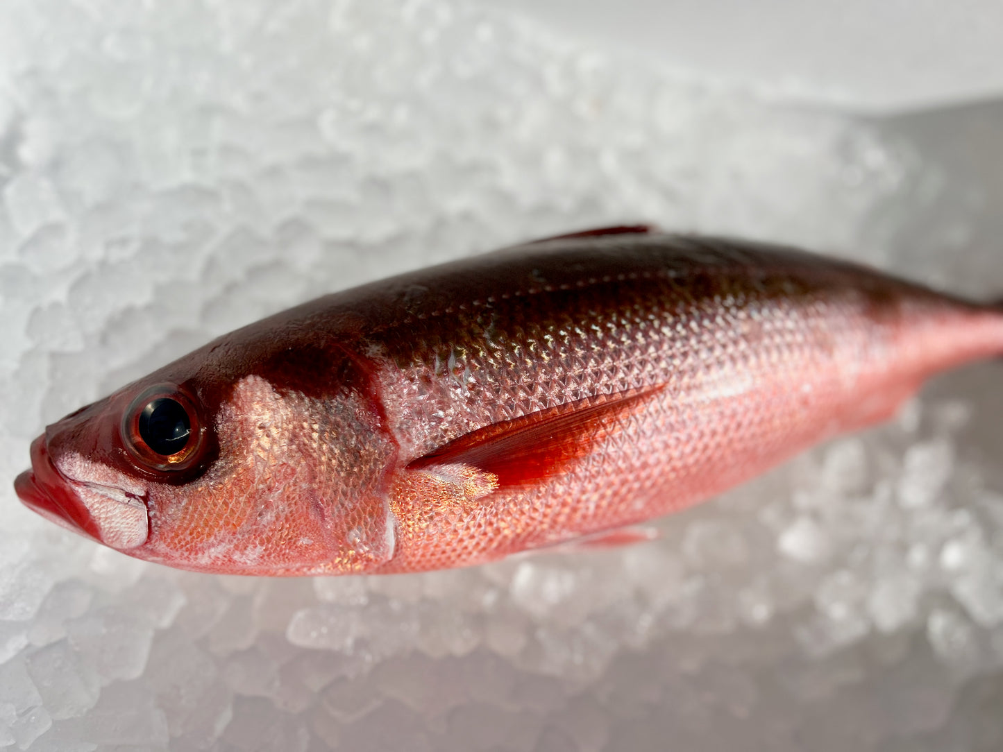 釣りハチビキ 1.3〜1.5kg程度