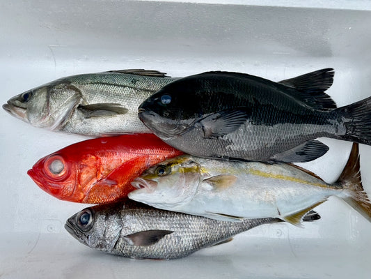 鮮魚盛り合わせ Bセット 4~5種類程度のお魚 総量4~5Kg程度