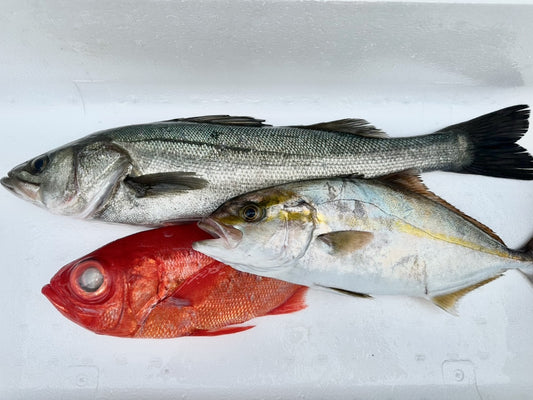 鮮魚盛り合わせ Aセット 3~4種類程度のお魚 総量3~4Kg程度