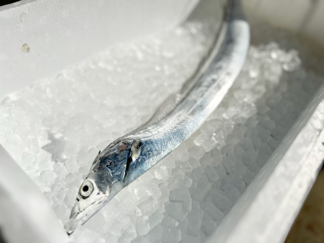 ピカピカの太刀魚。水揚げされてます！
