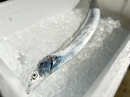 ピカピカの太刀魚。水揚げされてます！