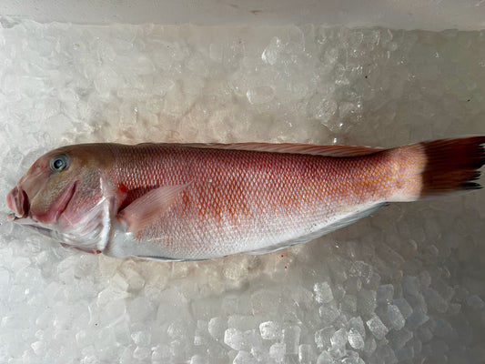 本日、シロアマダイ水揚げされてます！