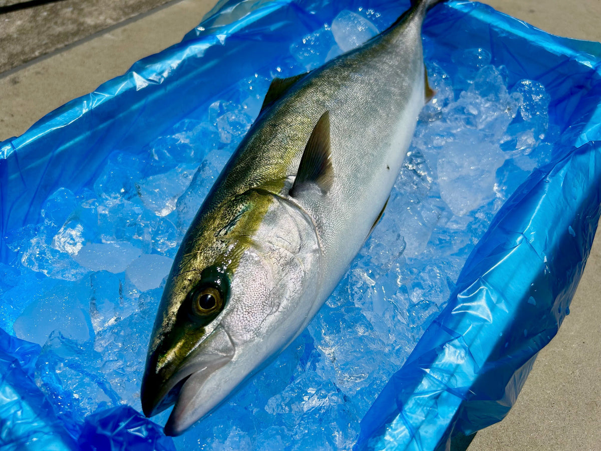 旬のイナダ、水揚げされてます。 – 千葉 海と大地の恵み