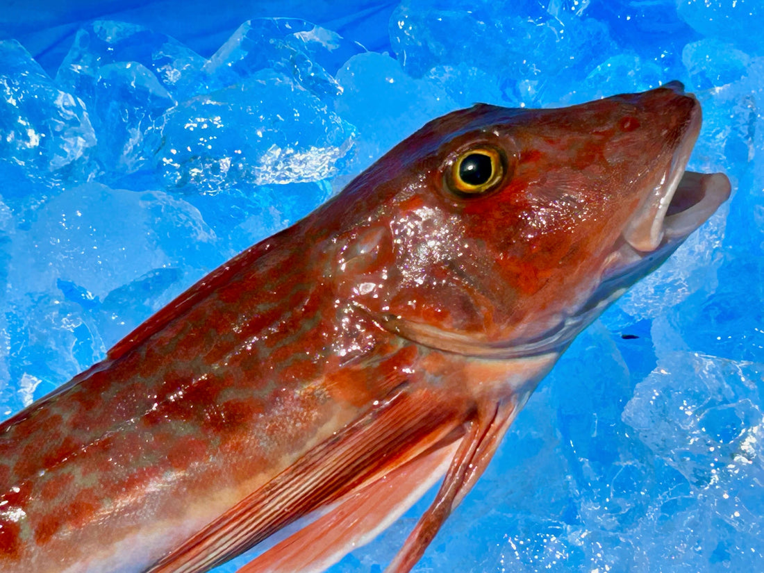 赤く綺麗なホウボウ
