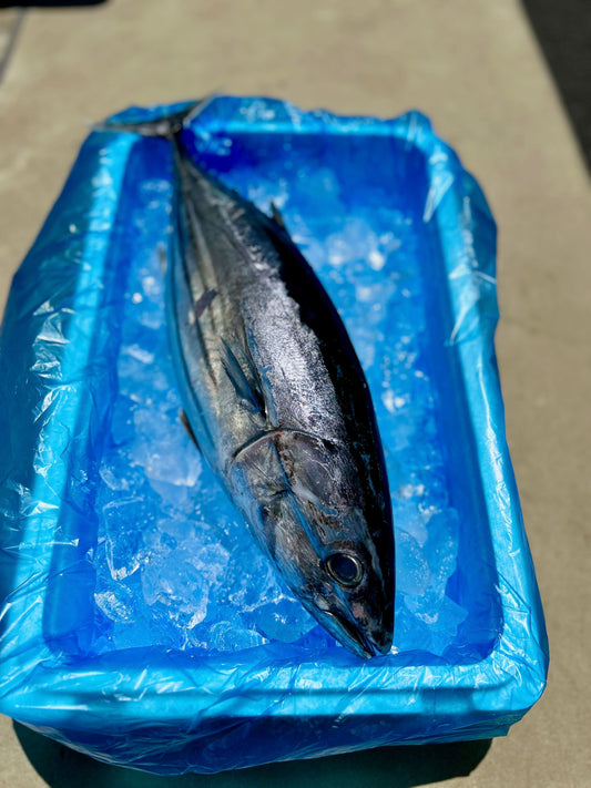 旬のカツオ、水揚げされてます！