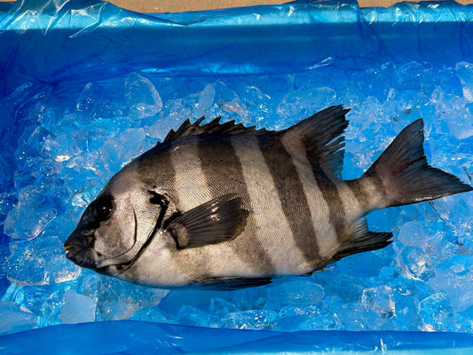 縦縞模様が素敵なイシダイ