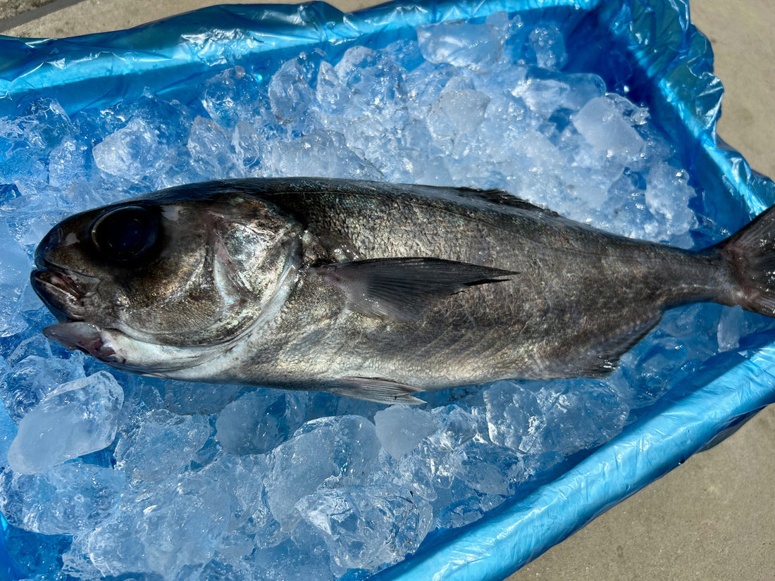 本日、釣りメダイ、水揚げされてます。