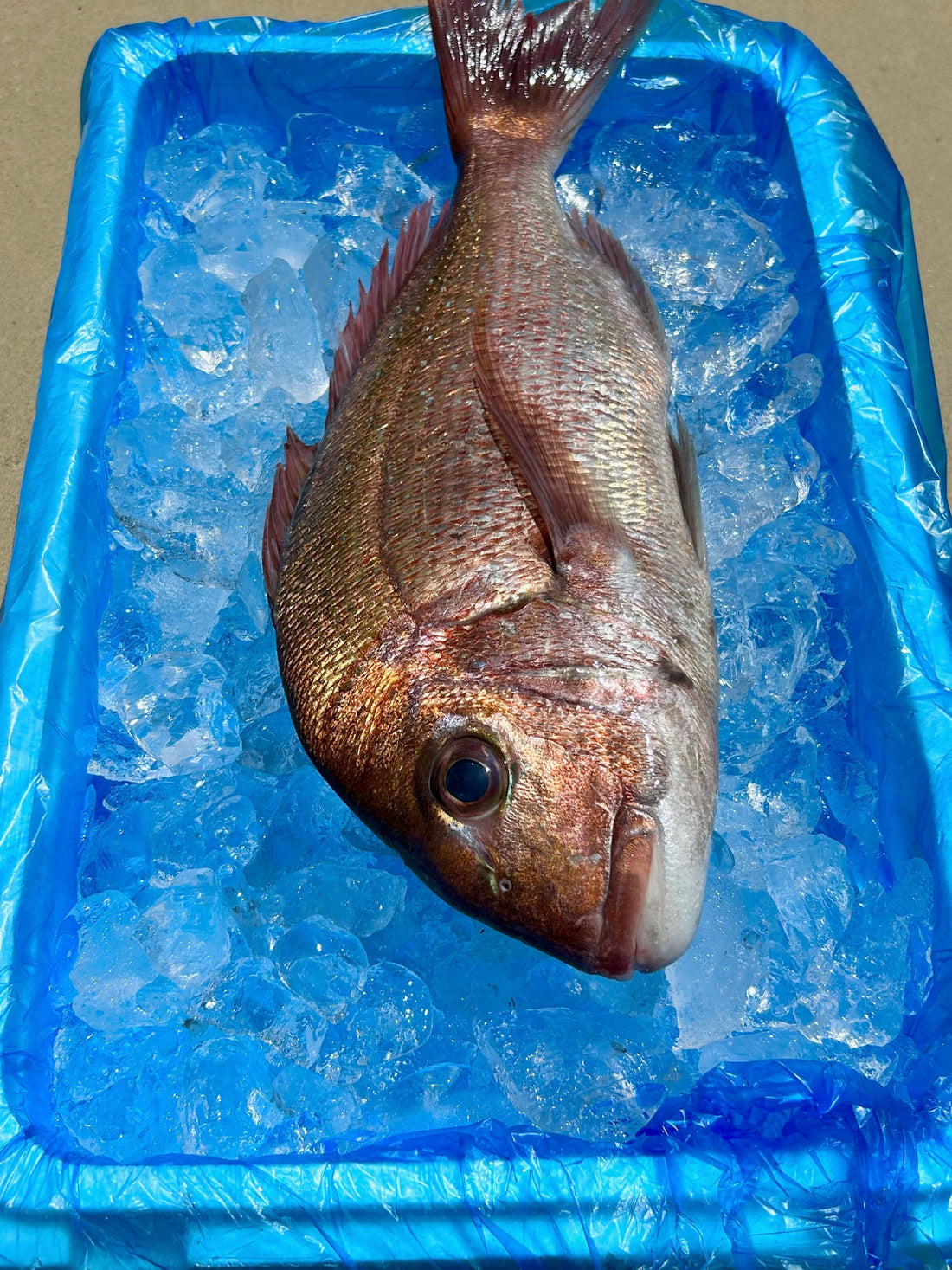 真鯛　水揚げされてます。
