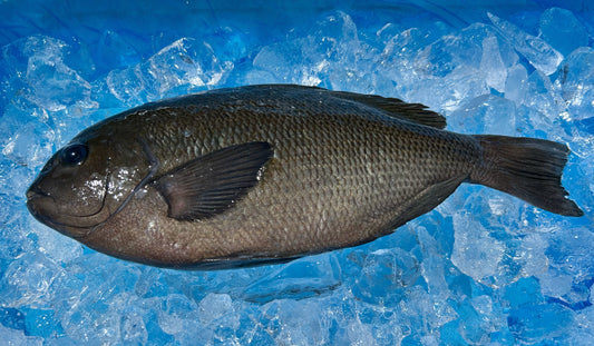 旬を迎えるメジナさん。