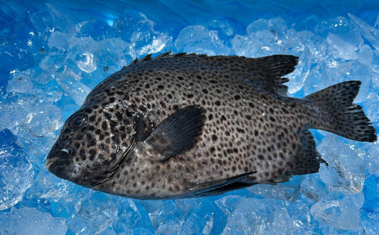 くちばしのようなお口の石垣鯛