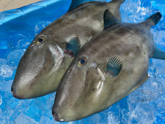 美味で人気のウマズラハギ