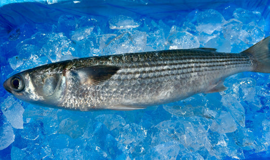 出世魚で縁起の良いお魚ボラ