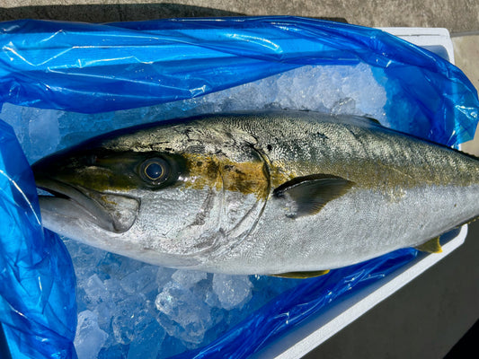 7kgヒラマサ水揚げされてます！