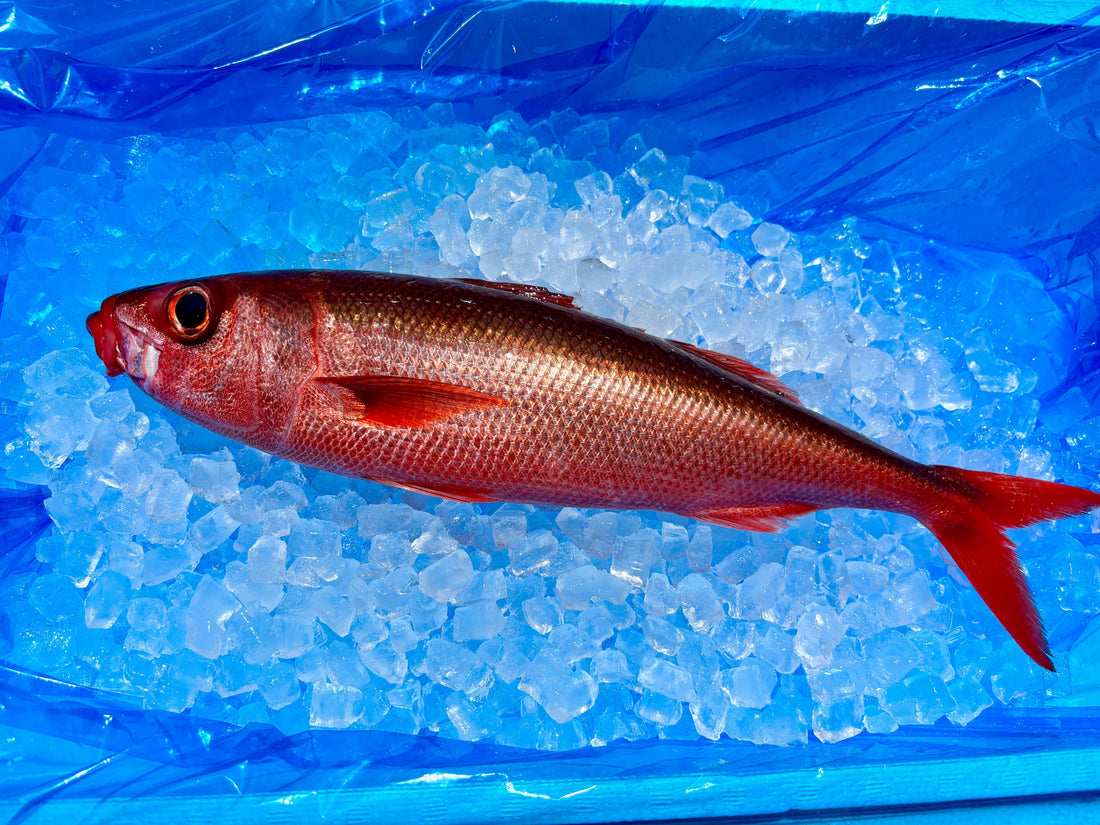 人気のお魚ハチビキくん