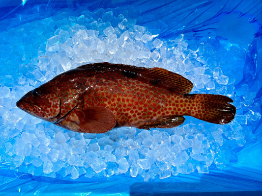 鍋物にいかがでしょうキジハタさん