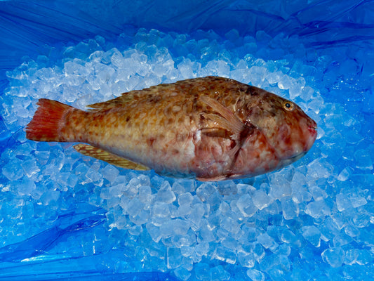 本日、ブダイさん水揚げされてます。