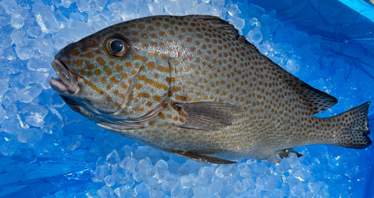 コロダイさん水揚げされてます。