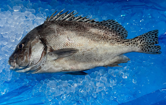 本日、コショウダイ水揚げされてます。