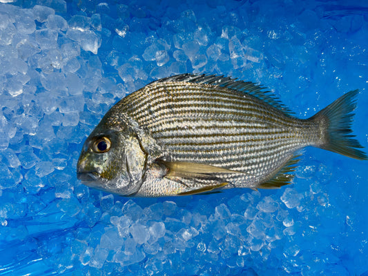 ヘダイさん輝いてます。