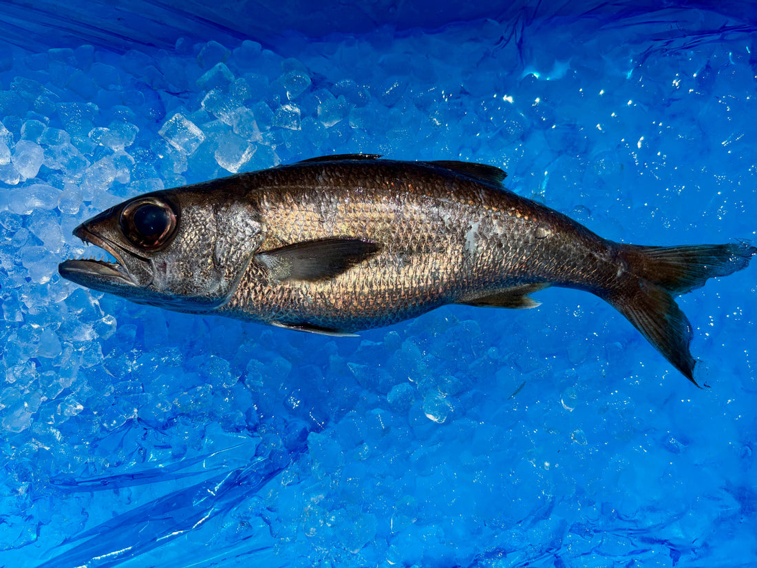 黒ムツさん、千葉ブランド水産物に認定！