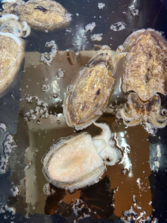 モンゴウイカ、水揚げされてます