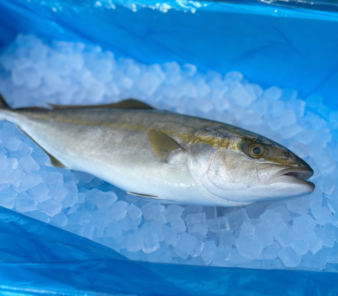ブリの幼魚イナダさん。