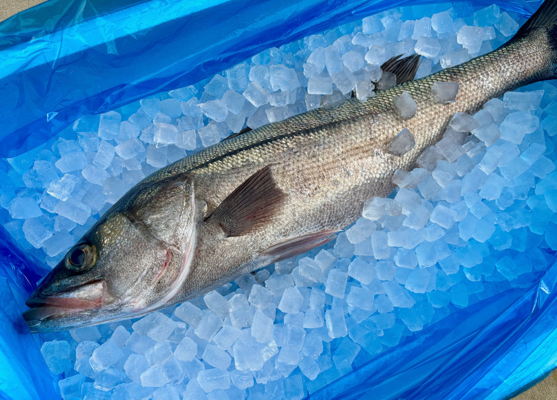 本日、スズキさん水揚げされてます