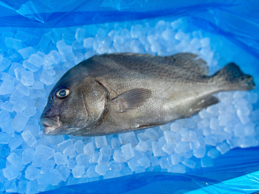 人気のコショウダイ。旬です。