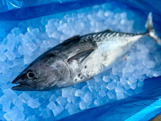 美しい流線型のスマカツオさん