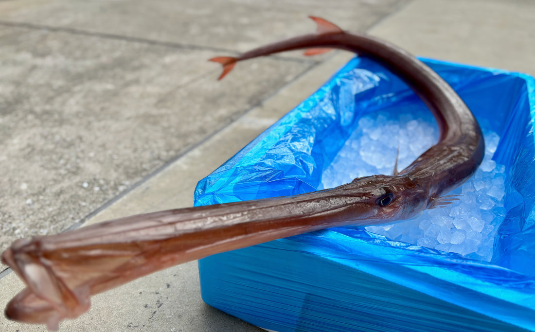 長〜いお魚アカヤガラさん