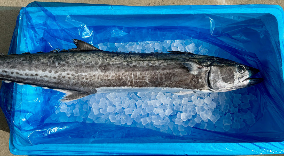 本日、サワラ水揚げされてます！