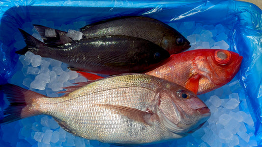 鮮魚盛り合わせ Aセット 3~4種類程度のお魚 総量3~4Kg程度