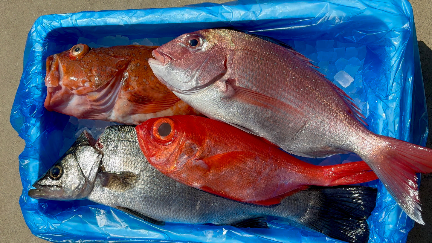鮮魚盛り合わせ Bセット 4~5種類程度のお魚 総量4~5Kg程度